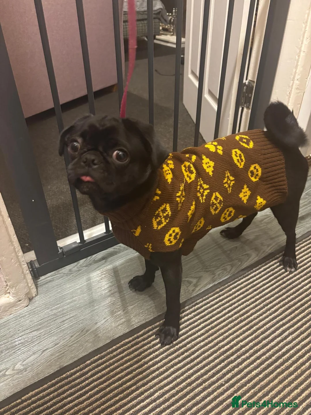 Pug dogs for sale: 9 month old pug - Advert 4