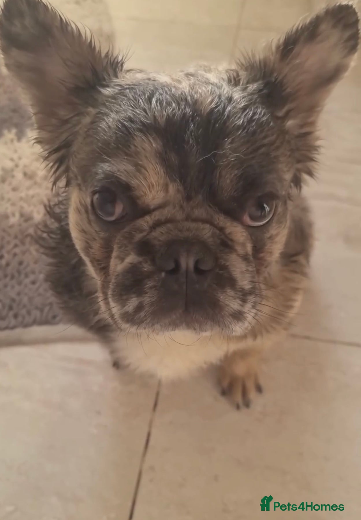 French Bulldog dogs ♟️ Cheque Mate – Elite Fluffy Frenchie Stud ✨ - Advert 7