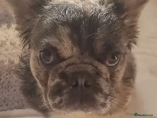 French Bulldog dogs ♟️ Cheque Mate – Elite Fluffy Frenchie Stud ✨ - Advert 7