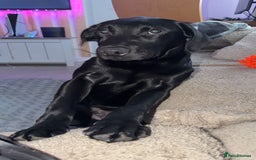 Labrador Retriever dogs for sale: Freddie is looking for his forever home  - Advert 1