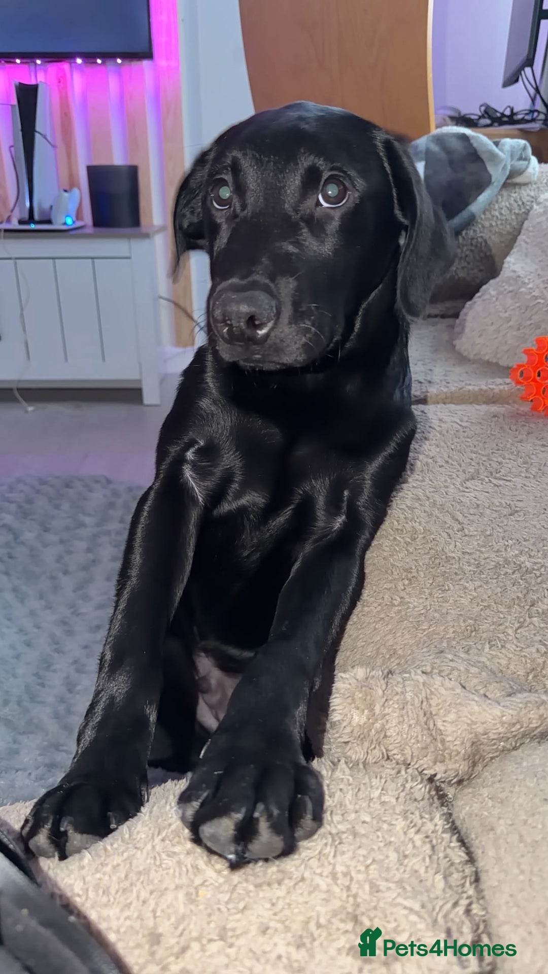 Labrador Retriever dogs for sale: Freddie is looking for his forever home  - Advert 1