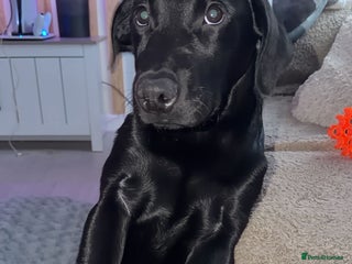 Labrador Retriever dogs for sale: Freddie is looking for his forever home - Advert 1