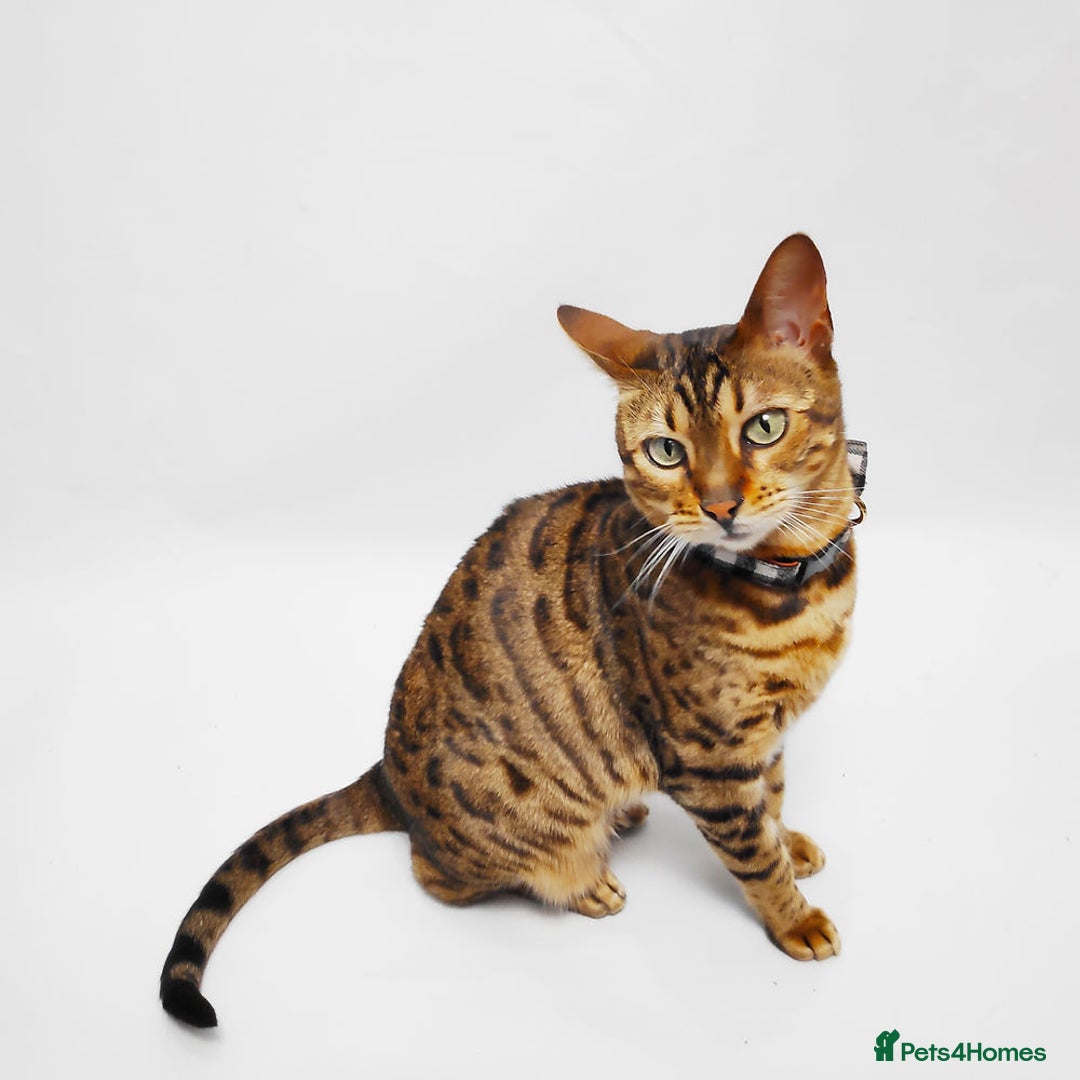 Bengal cats for sale: 😺 Rehoming TICA Bengal Cats Ready for New Home 🏡 - Image 9