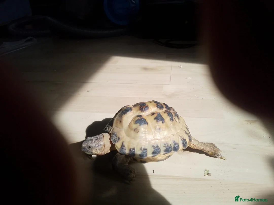Tortoise reptiles for sale: 4 Year Old Horsfield Tortoise in London - Advert 3