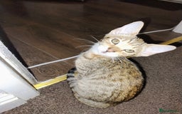 Serengeti cats for sale: Serengeti kitten  - Image 1