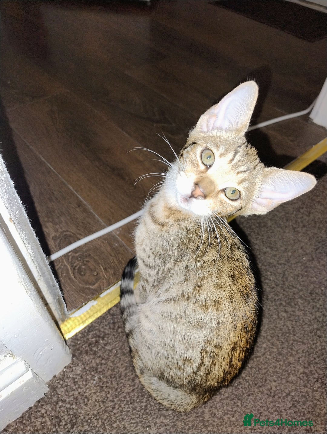 Serengeti cats for sale: Serengeti kitten  - Image 1