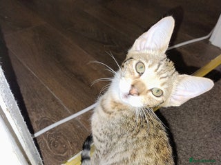 Serengeti cats for sale - Advert 1