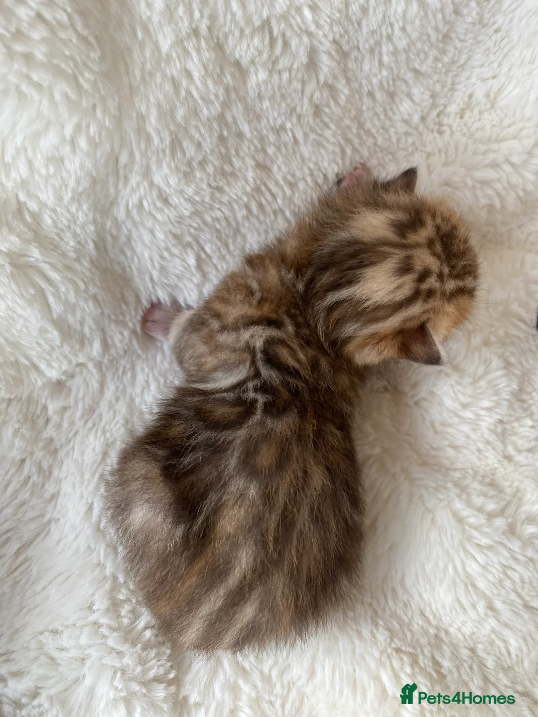 Bengal cats for sale: Bengal kittens  in Calne - Advert 4