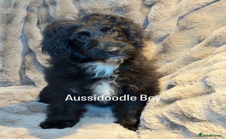 Aussiedoodle dogs - Advert 1