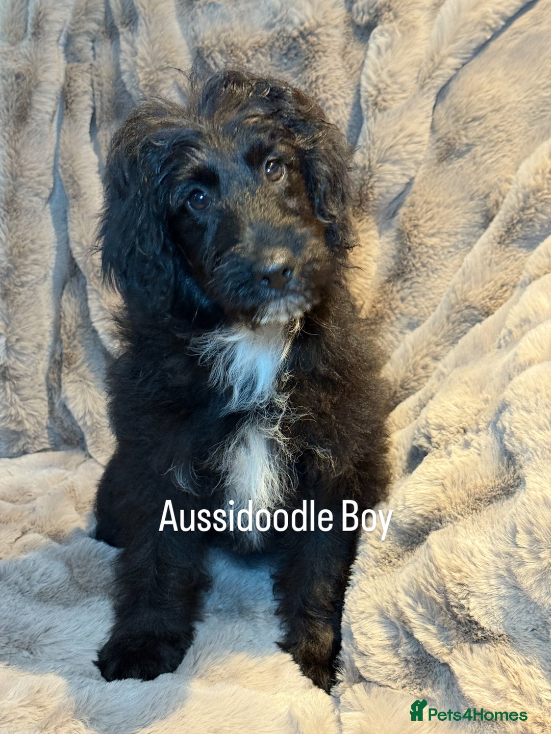 Black And Blue Merle Aussiedoodle Puppies For Sale Aussiedoodle