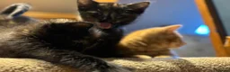 Domestic Shorthair cats for sale: Litter of kittens - Advert 8