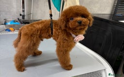Toy Poodle dogs for sale: Asian teddy face toy poodles boys - Image 28