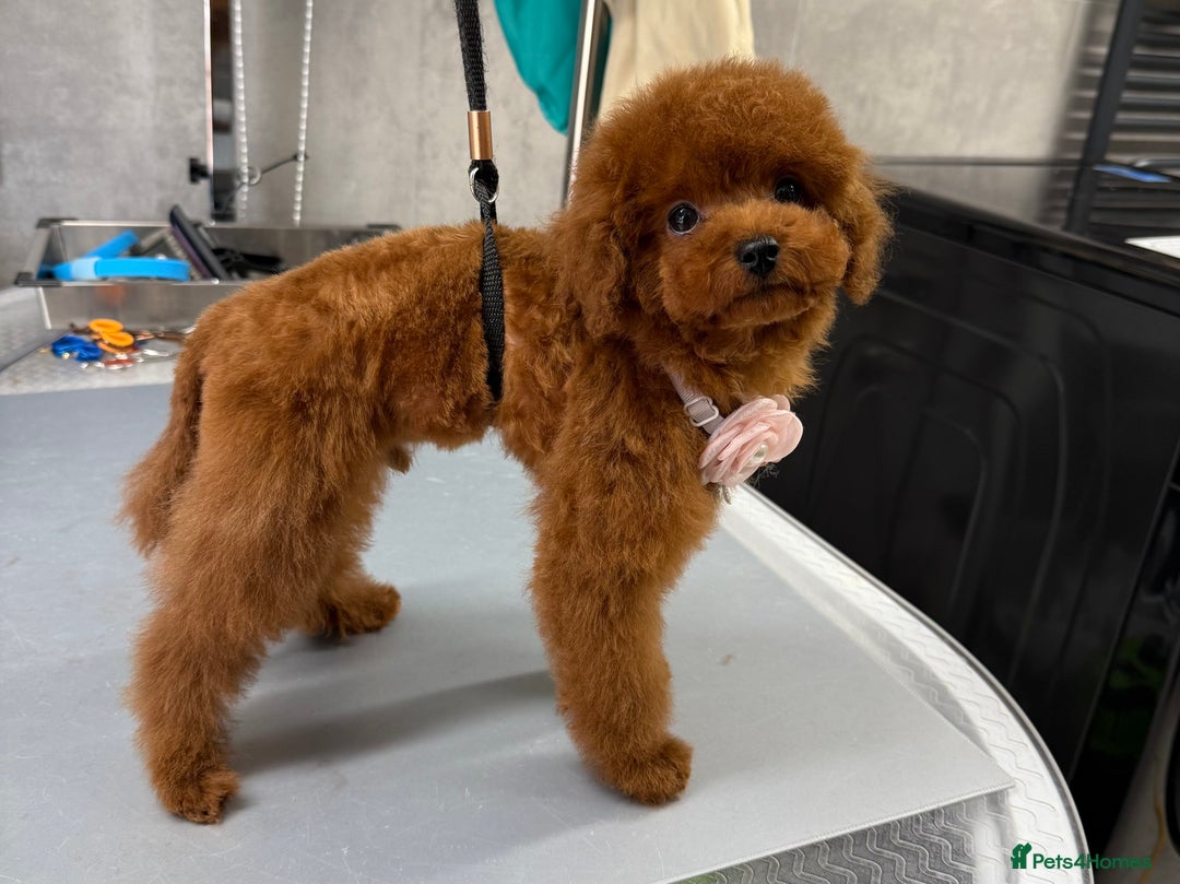 Toy Poodle dogs for sale: Asian teddy face toy poodles boys - Image 28