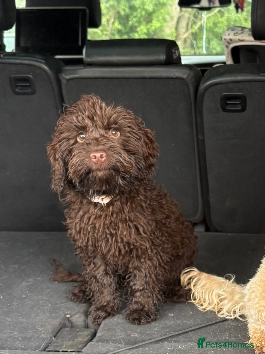 Cockapoo dogs for sale: Brown cockapoo  - Image 1