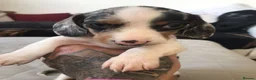 Miniature Dachshund dogs for sale: Miniature Dachshund Puppies - Advert 5