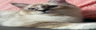 Seal lynx mitted