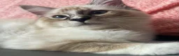 Ragdoll cats for sale: Registered Ragdoll Kittens - Advert 10