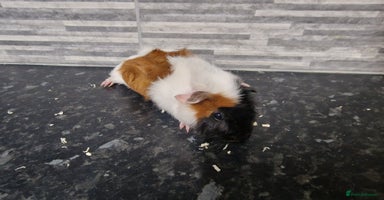 Guinea Pig rodents - Advert 5