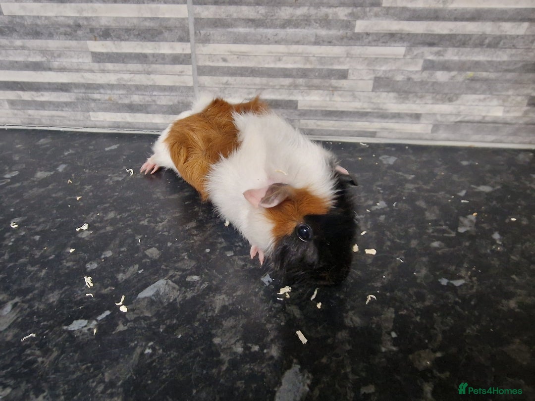 Guinea Pig rodents for sale: Female baby guinea pigs ready now - Image 2