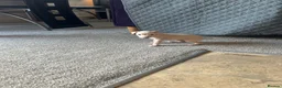 Italian Greyhound dogs for sale: Two beautiful Family Italian Greyhound Puppies   - Advert 5