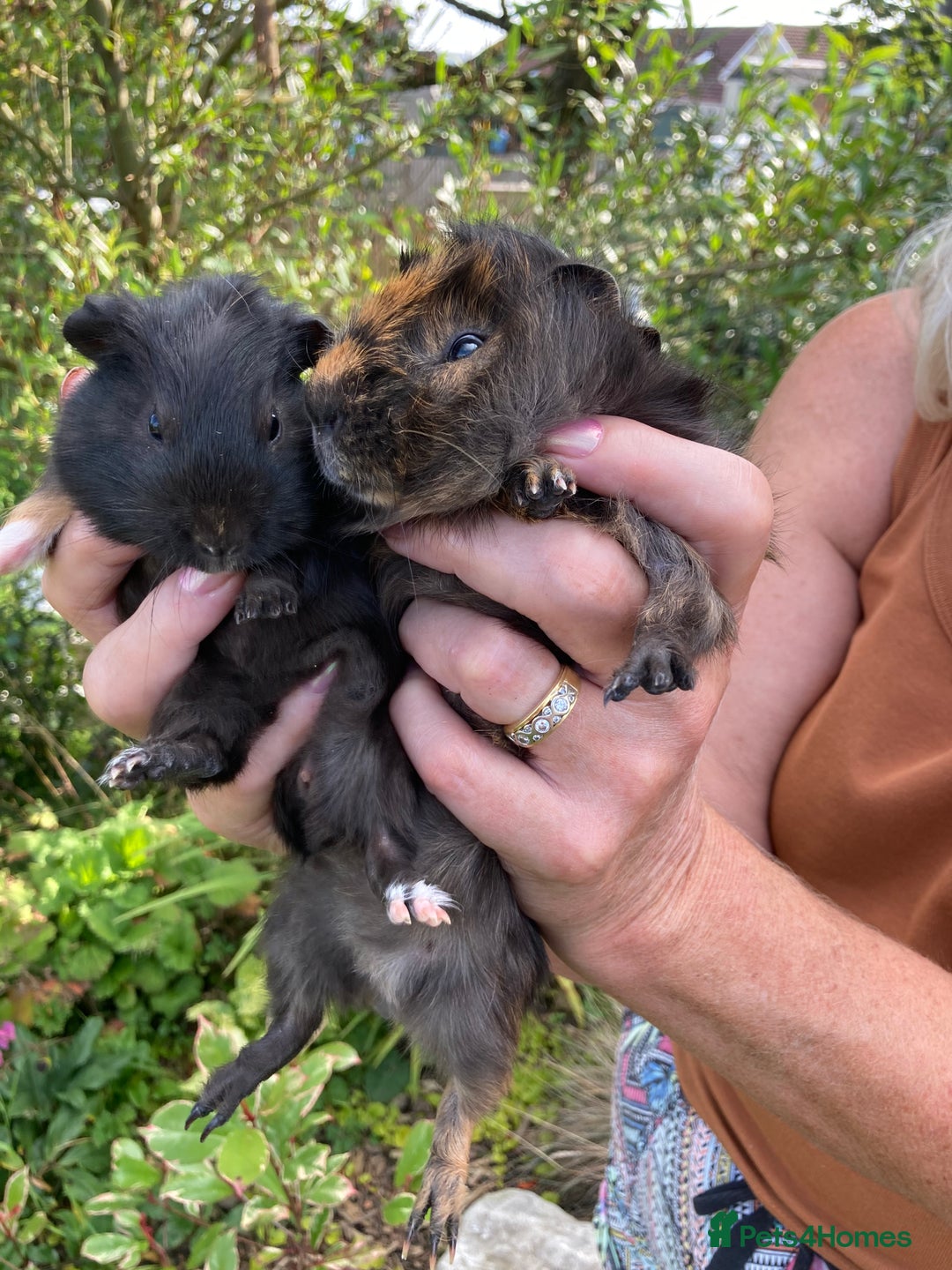 Guinea Pig rodents for sale: 2 gorgeous male Guinea pigs - Image 6