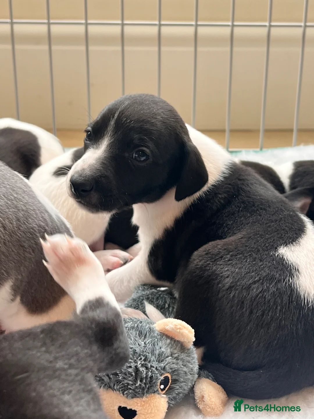 Whippet dogs for sale: Pedigree (KC registered) Whippet Puppies in Aylesbury - Advert 2
