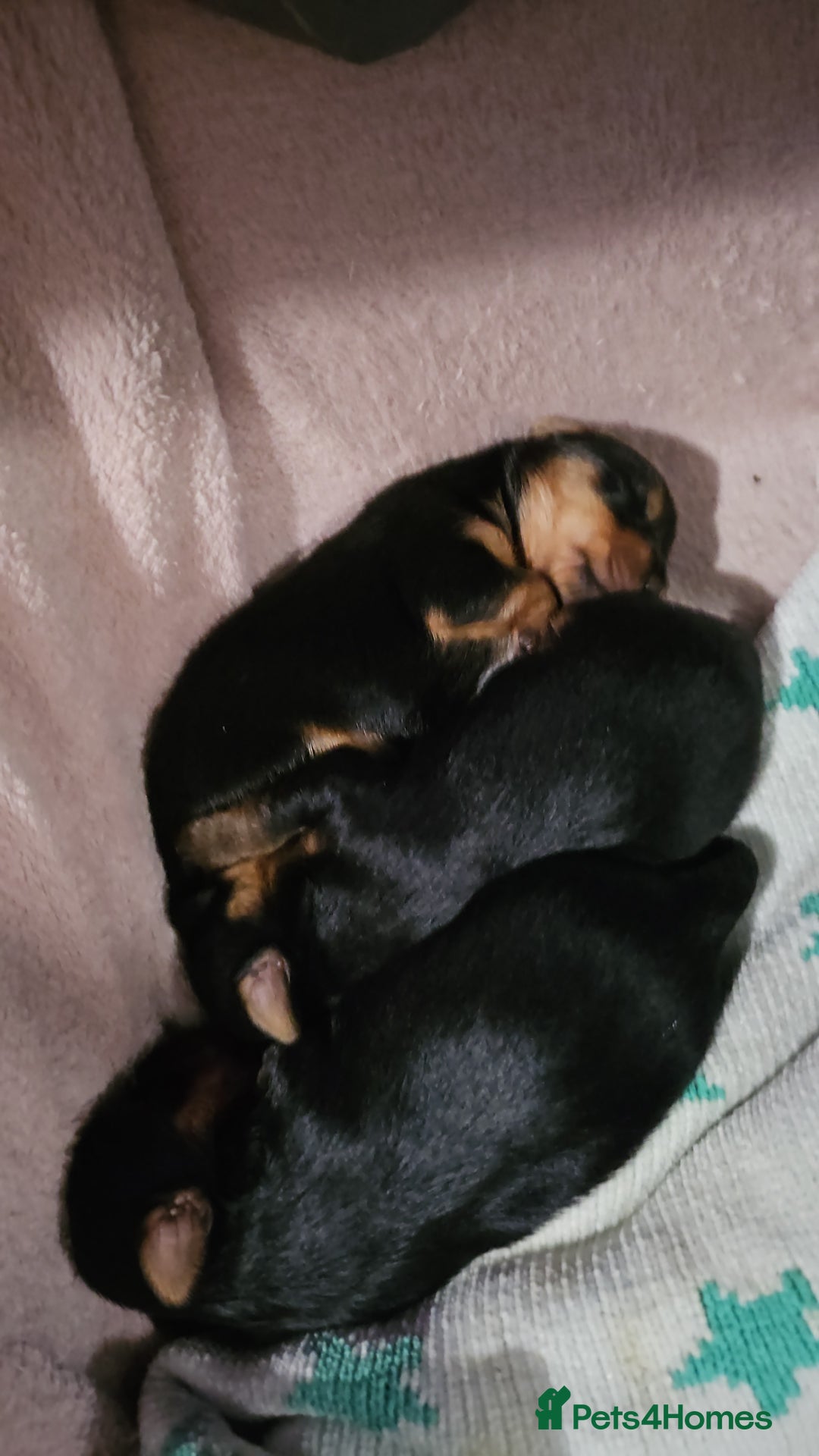 Yorkshire Terrier dogs for sale: Yorkshire terrier (miniature) - Image 16
