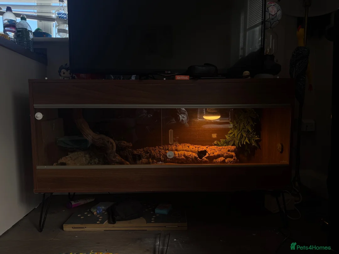 Bearded Dragon reptiles for sale: Bearded Dragon + Full Vivarium Setup in Egham - Advert 3