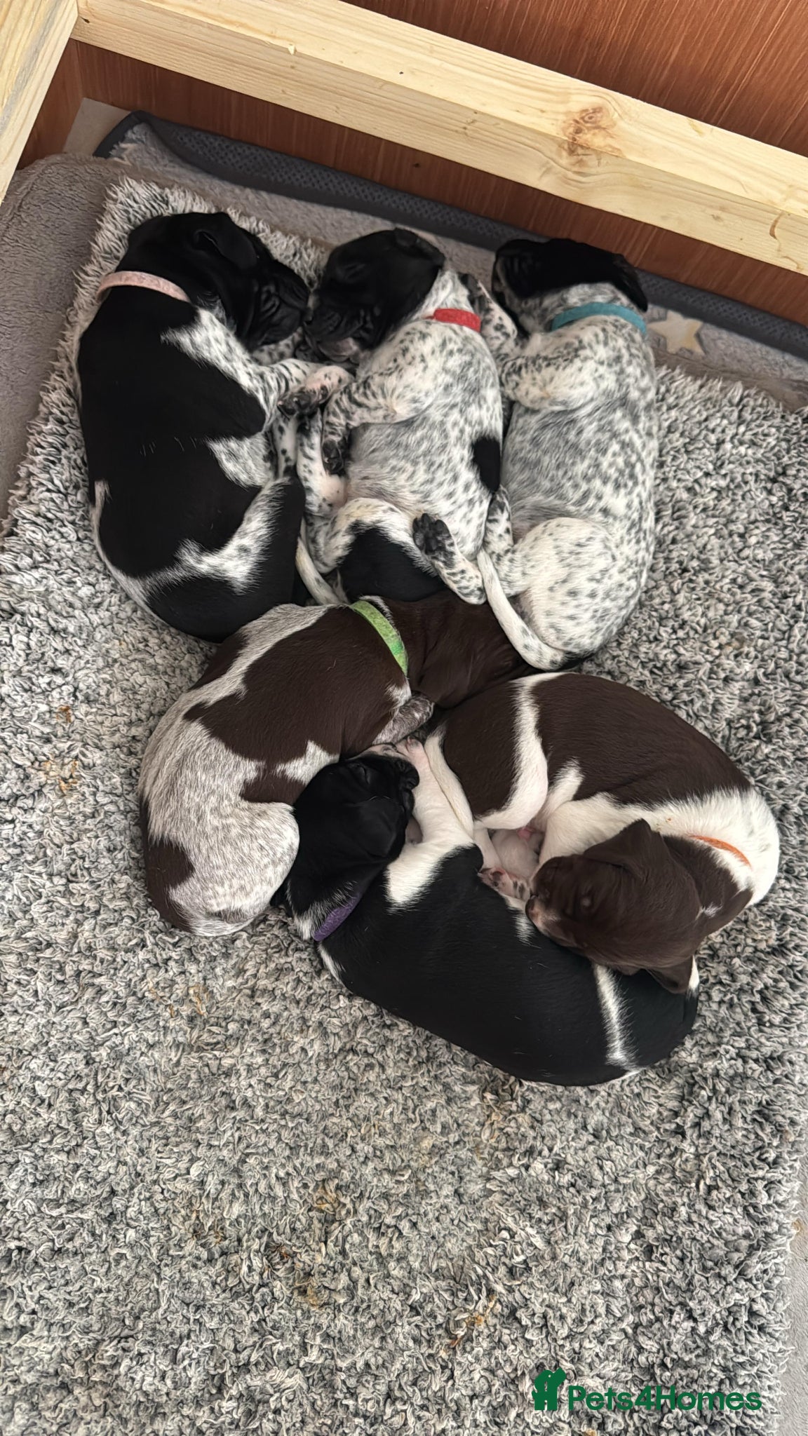 German Shorthaired Pointer dogs German Shorthaired Pointer Puppies KC Registered - Advert 5