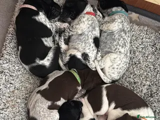 German Shorthaired Pointer dogs German Shorthaired Pointer Puppies KC Registered - Advert 1