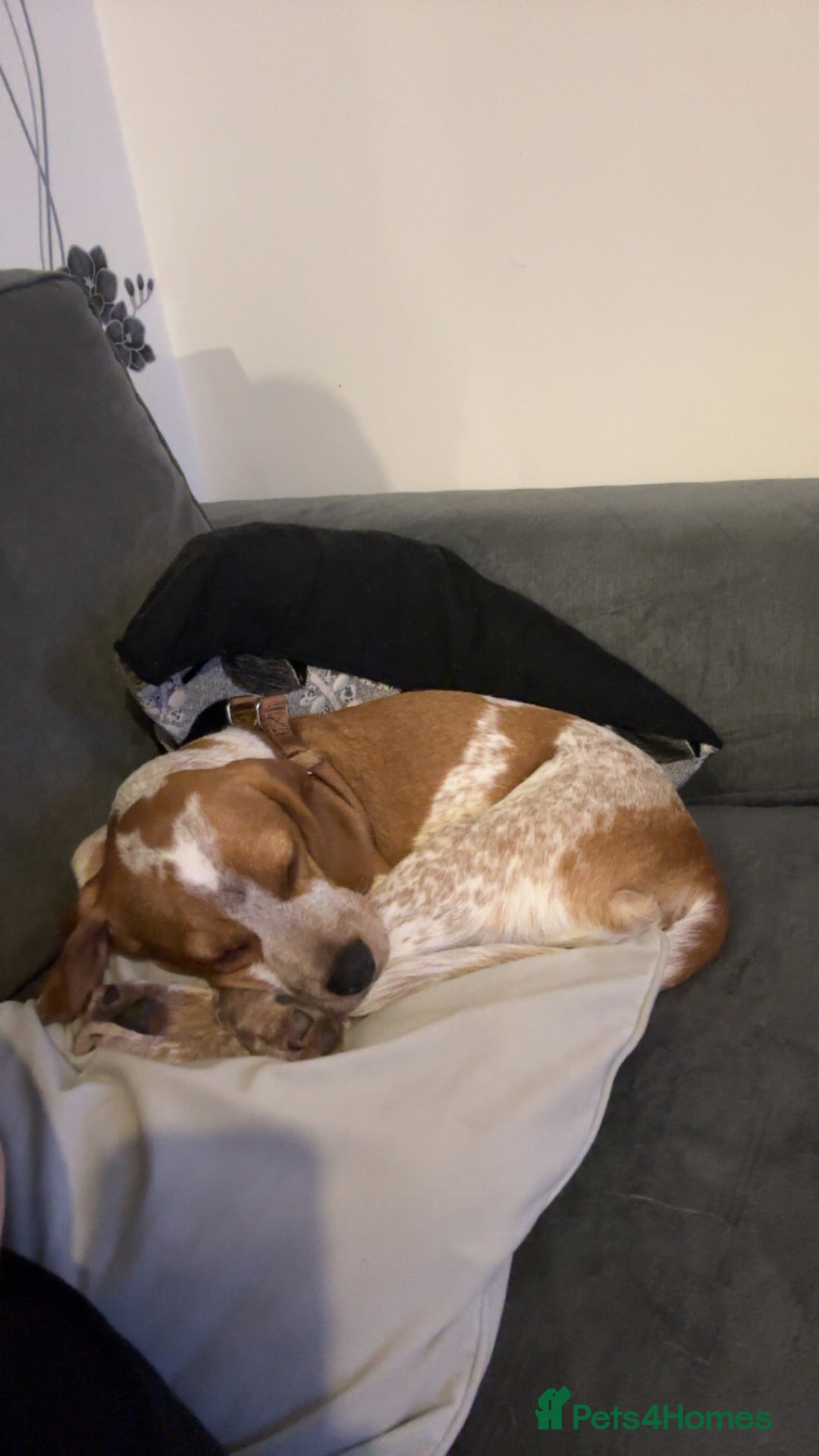 Beaglier dogs for sale: 13 month old beaglier  - Advert 29