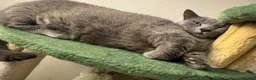 Munchkin cats for sale: Mimi - Munchkin female  - Advert 3