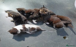 British Shorthair cats for sale:  Cute kittens for sale for £100 - Image 9