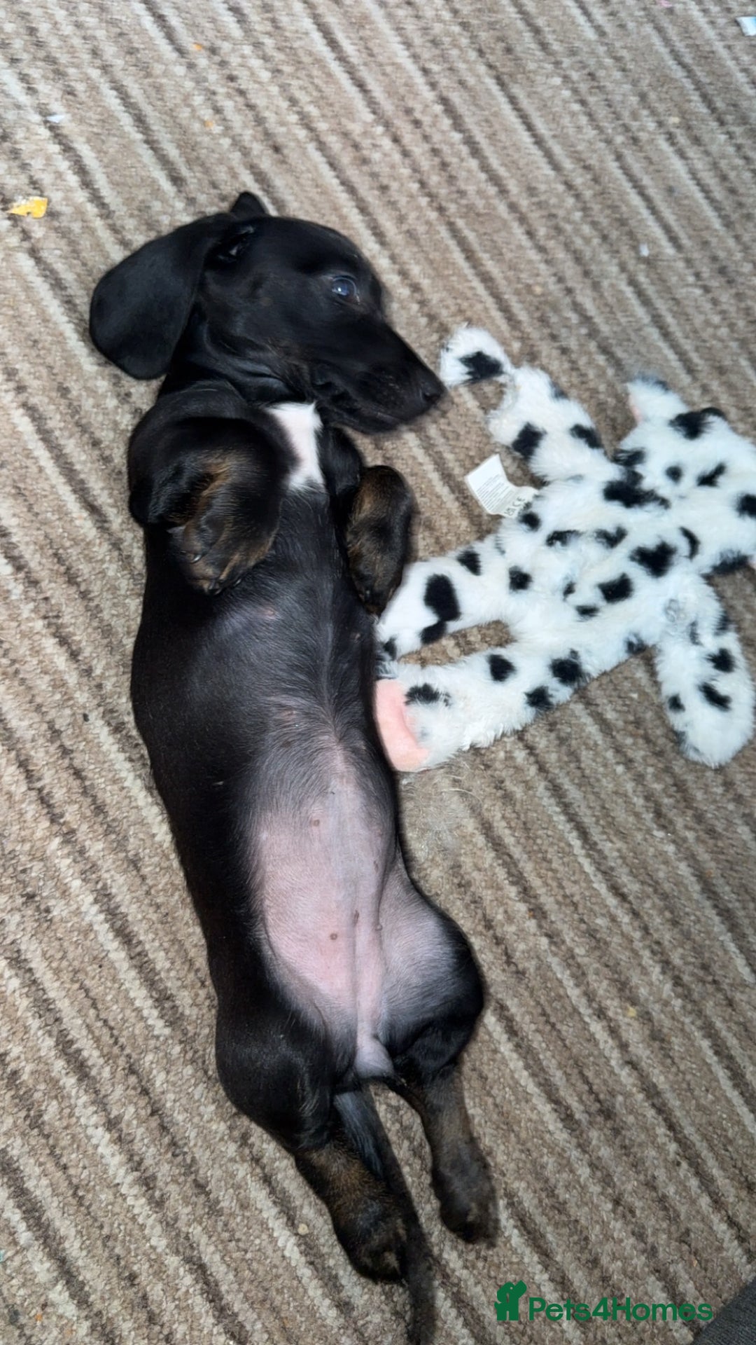 Dachshund dogs for sale: 7 month old  - Advert 3