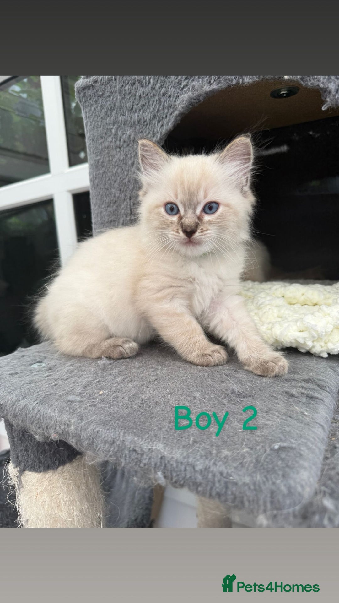 Ragdoll cats for sale: *STUNNING* litter of full ragdoll kittens  - Image 4