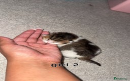 Scottish Fold cats for sale: 2 girl mixed scottish fold kittens  - Image 7