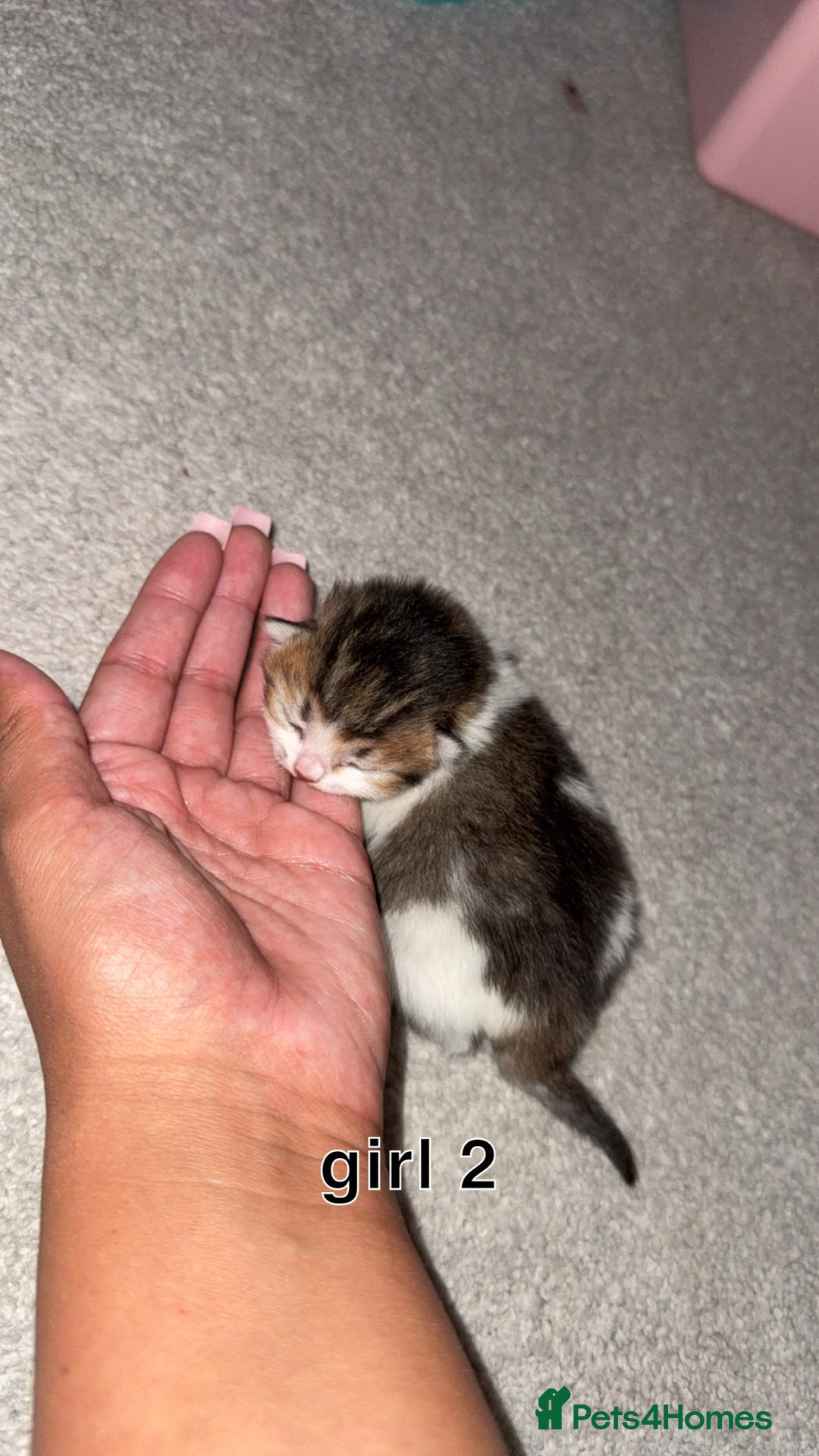 Scottish Fold cats for sale: 2 girl mixed scottish fold kittens  - Image 7