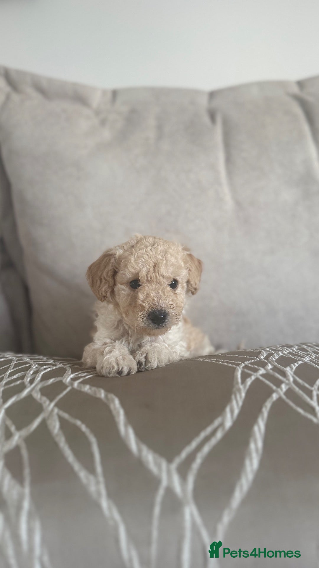 Toy Poodle dogs 3 Beautiful toy poodle puppies  - Advert 1