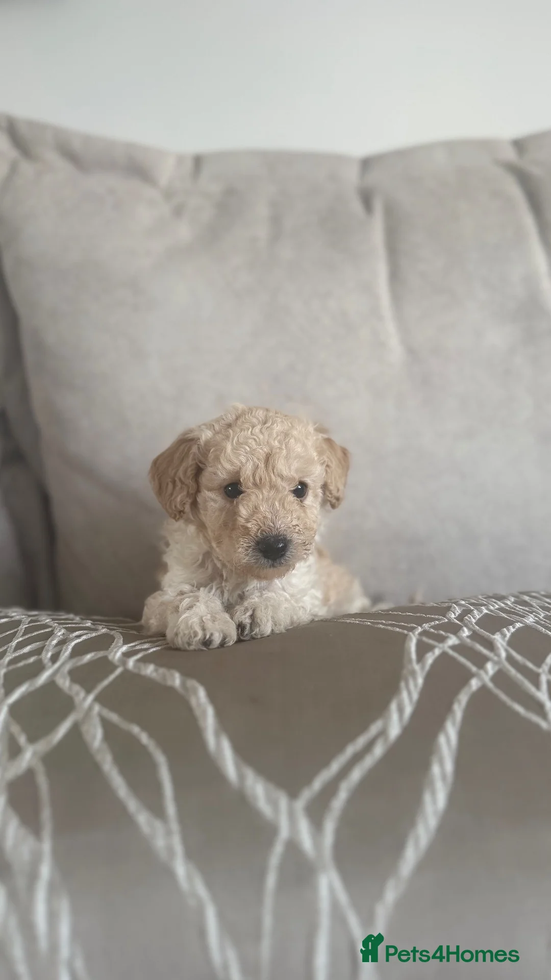 Toy Poodle dogs for sale: 3 Beautiful toy poodle puppies  - Advert 1