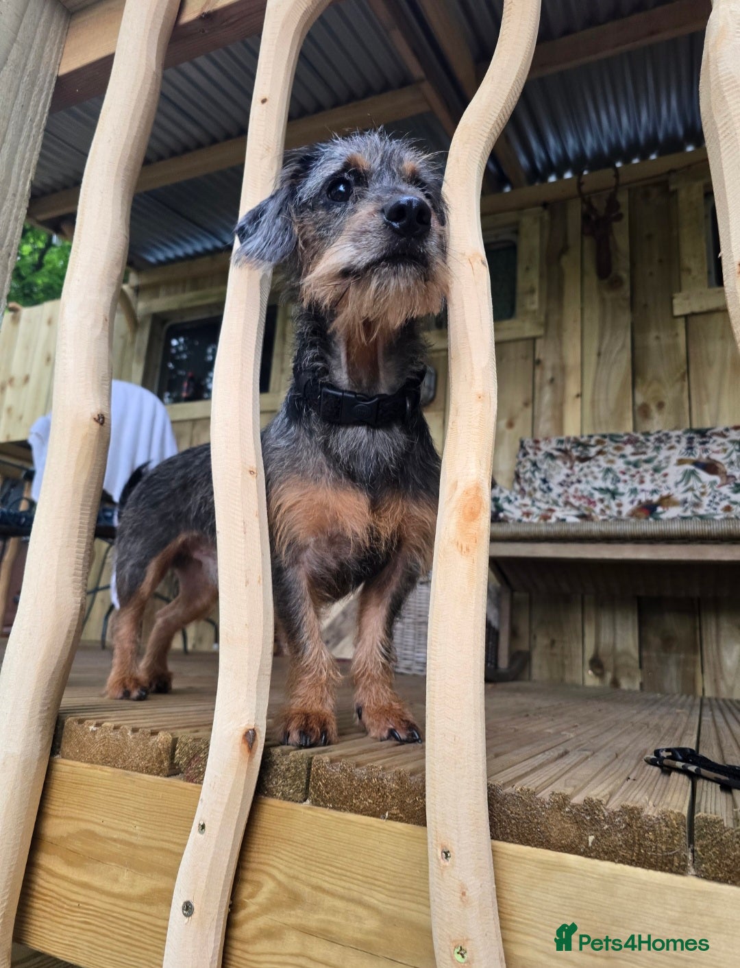 Mixed Breed dogs for sale: 20 month old Daschund cross for forever home - Image 6