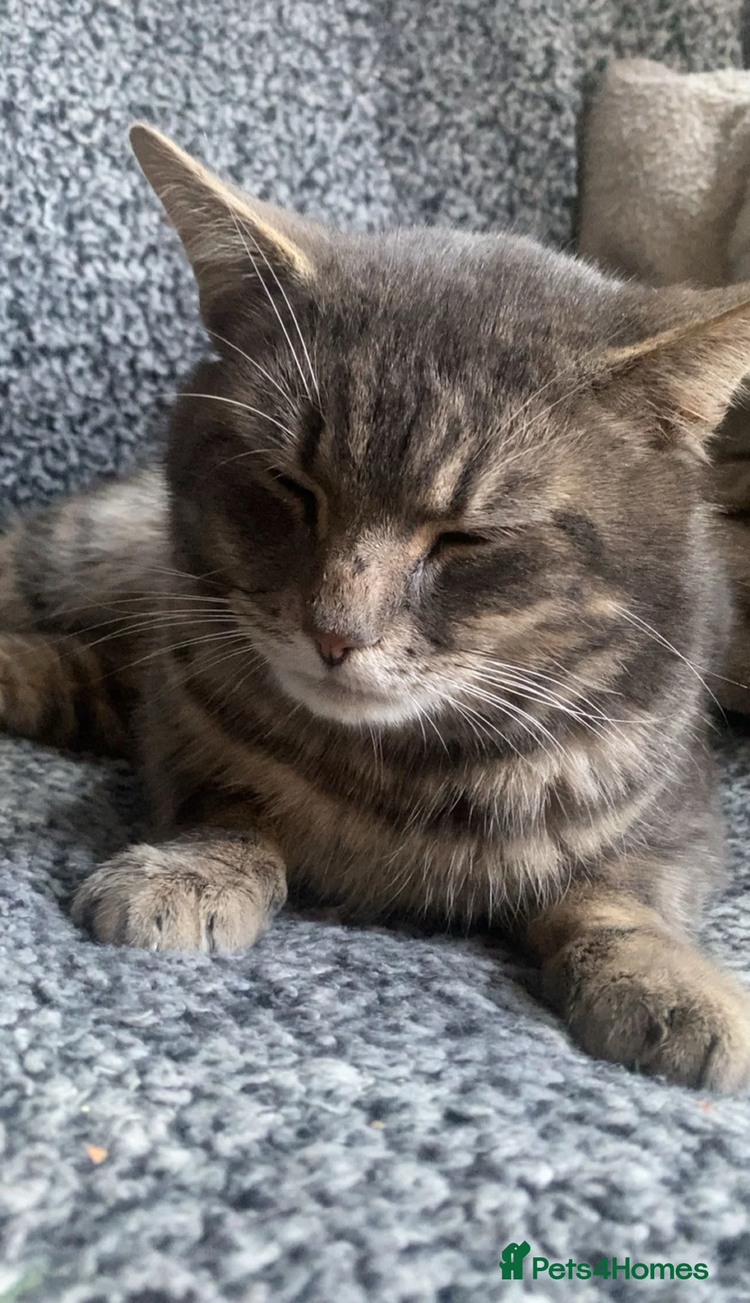 Domestic Shorthair cats for sale: Kittens for sale in Stratford-upon-Avon - Advert 2