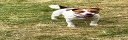Mixed Breed dogs for sale: Gorgeous Jack Russells in Chichester - Advert 5