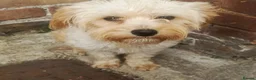 Maltese dogs for sale: Urgent mom and dad for sale  - Advert 9