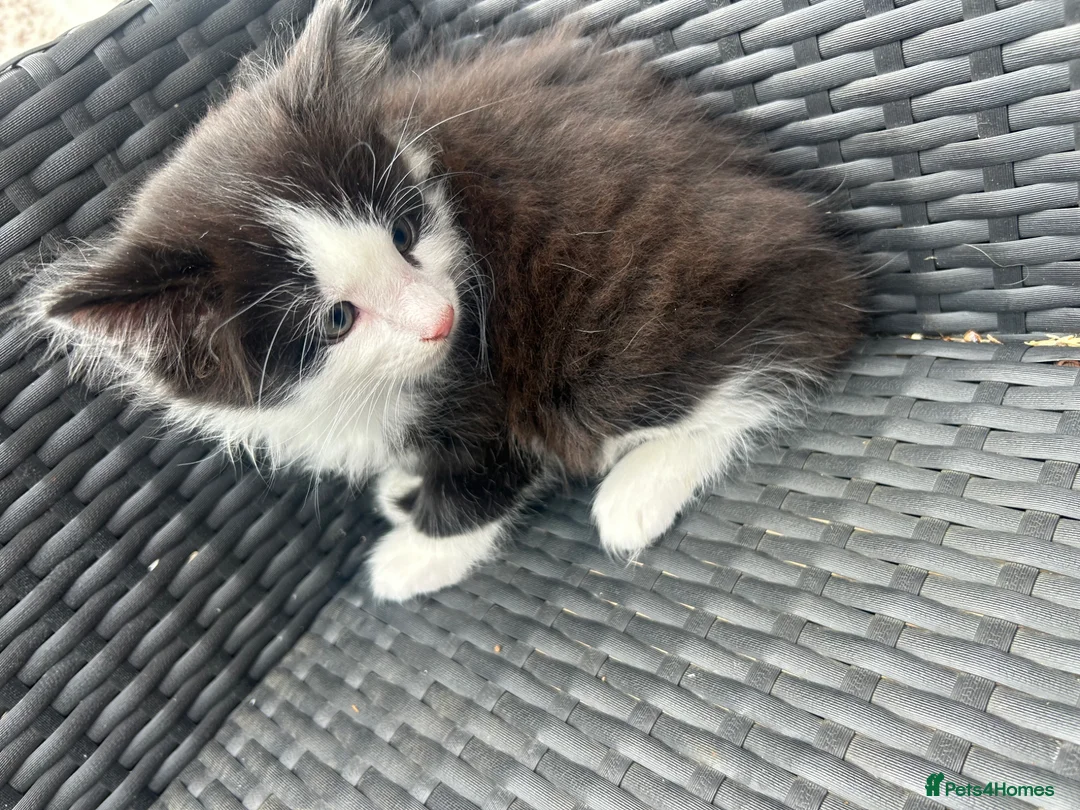 Maine Coon cats for sale: Kittens in Leicester - Advert 19