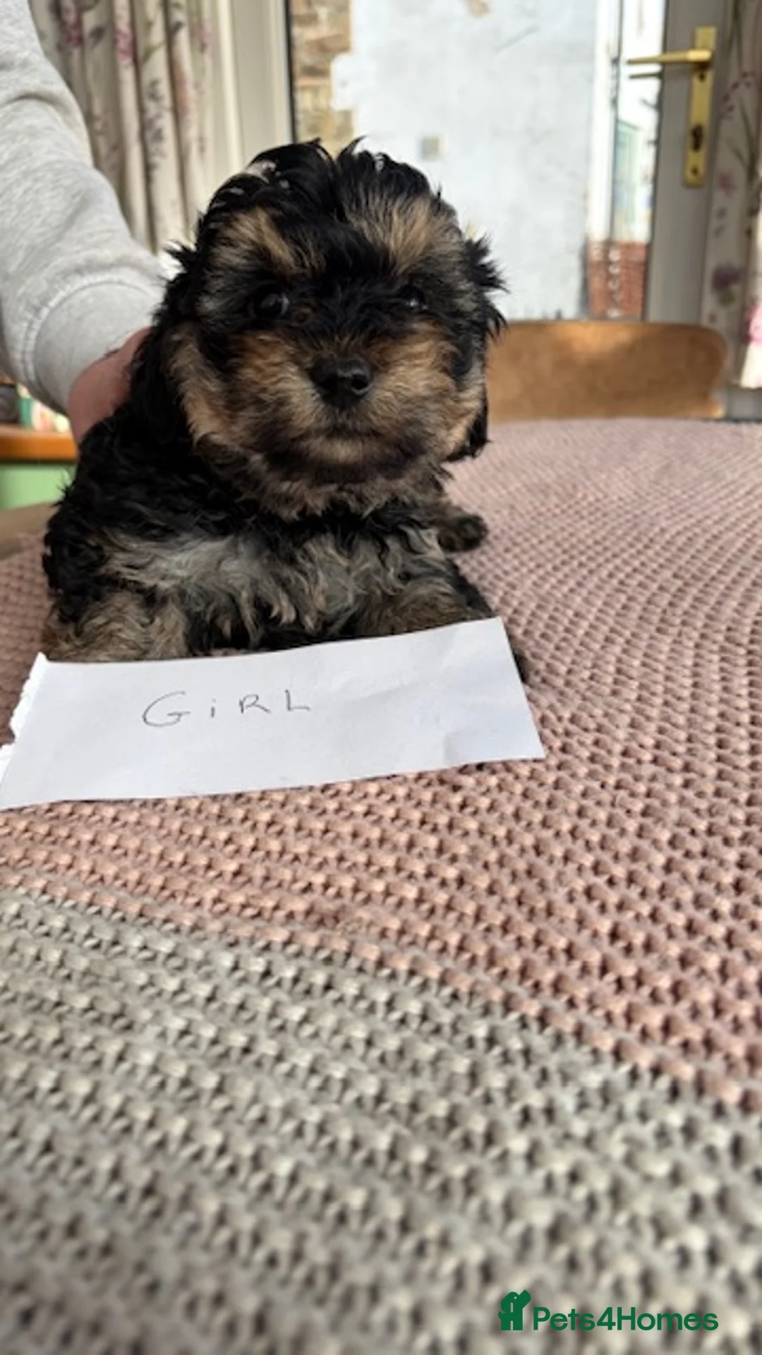 Yorkiepoo dogs for sale: Yorkipoos  - Advert 13