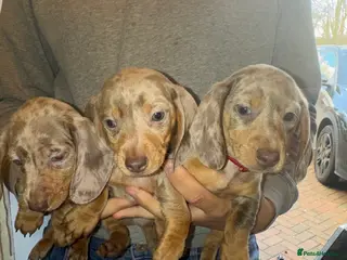 Miniature Dachshund dogs Isabella silver dapple miniature Daschound puppy’s - Advert 5