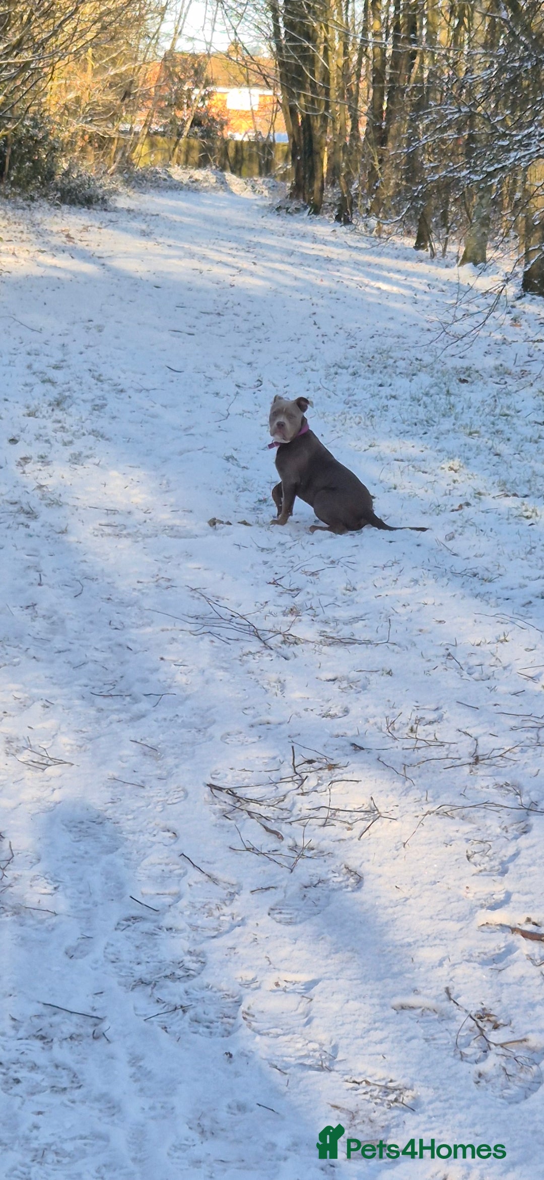 Mixed Breed dogs 7 month old dog - Advert 7