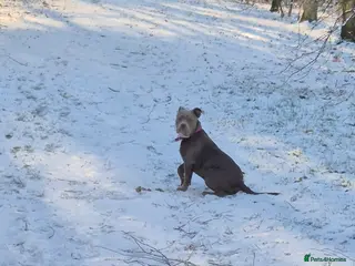 Mixed Breed dogs 7 month old dog - Advert 7