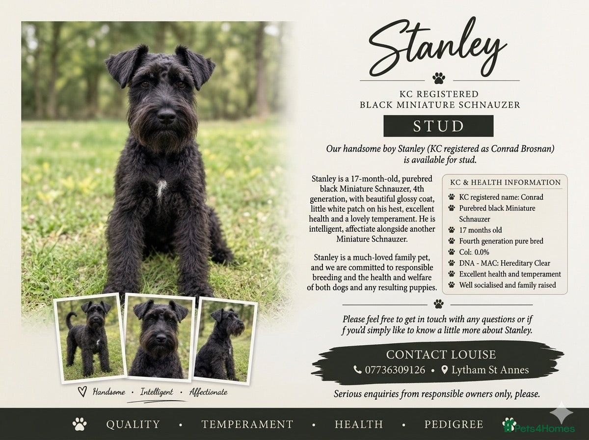 Miniature Schnauzer dogs For Stud 4th gen KC Registered Miniature Schnauzer - Advert 13