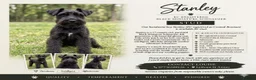 Miniature Schnauzer dogs for stud: For Stud 4th gen KC Registered Miniature Schnauzer - Advert 1